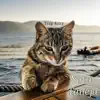 Yatin Taneja - Trap Kitty - Single