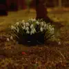 Lanstromeda - Snowdrop - Single